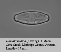  Luticola mutica