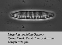 Nitzsachia amphibia