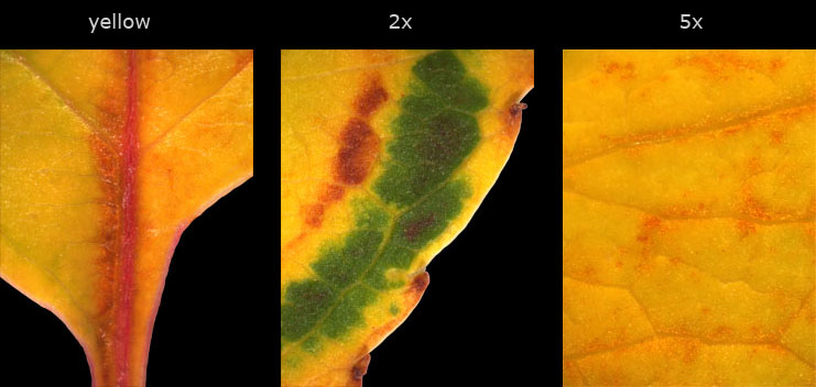 pigeon cherry yellow series