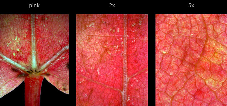 red maple pink series