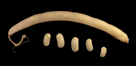 wax bean pod and beans