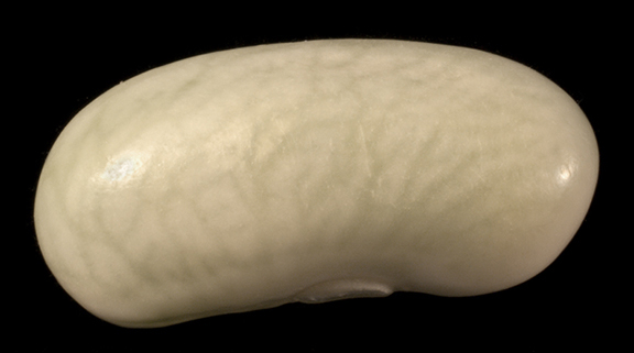 wax bean