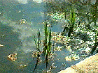 pond image