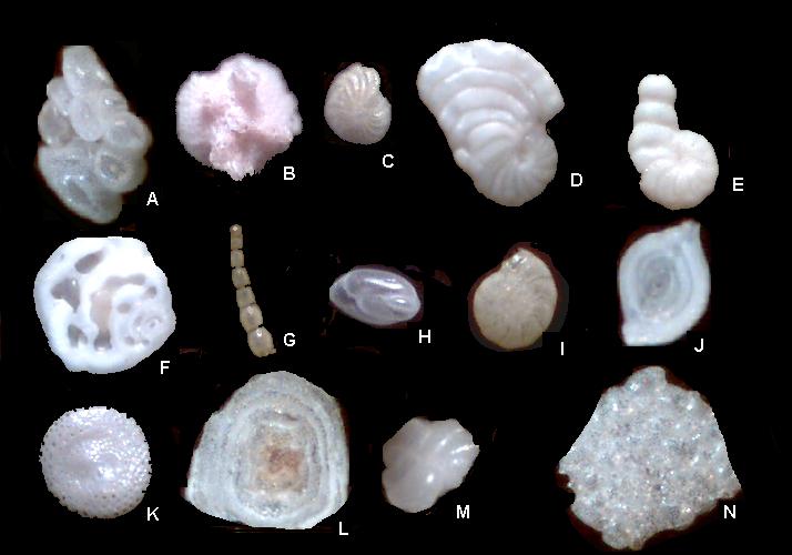 medlista.jpg (38239 bytes)