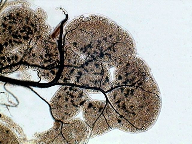 08 - parasites