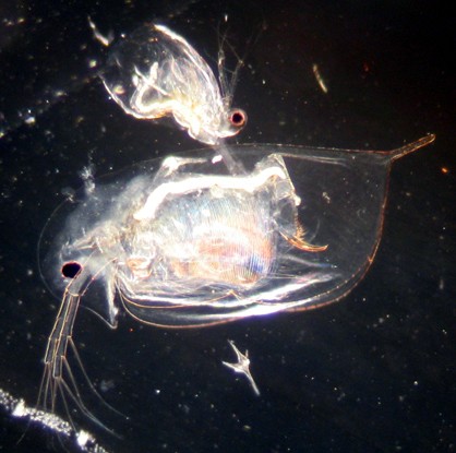 Daphnia 40x dark field