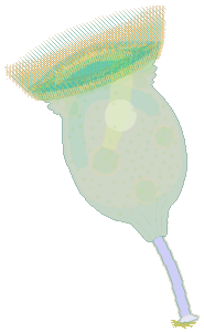 campanella umbellaria