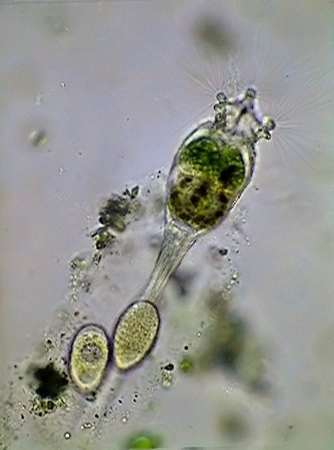 par&aacute;sitos 1 - 008