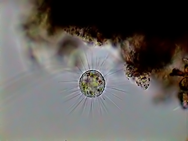 par&aacute;sitos 1 - fig 006