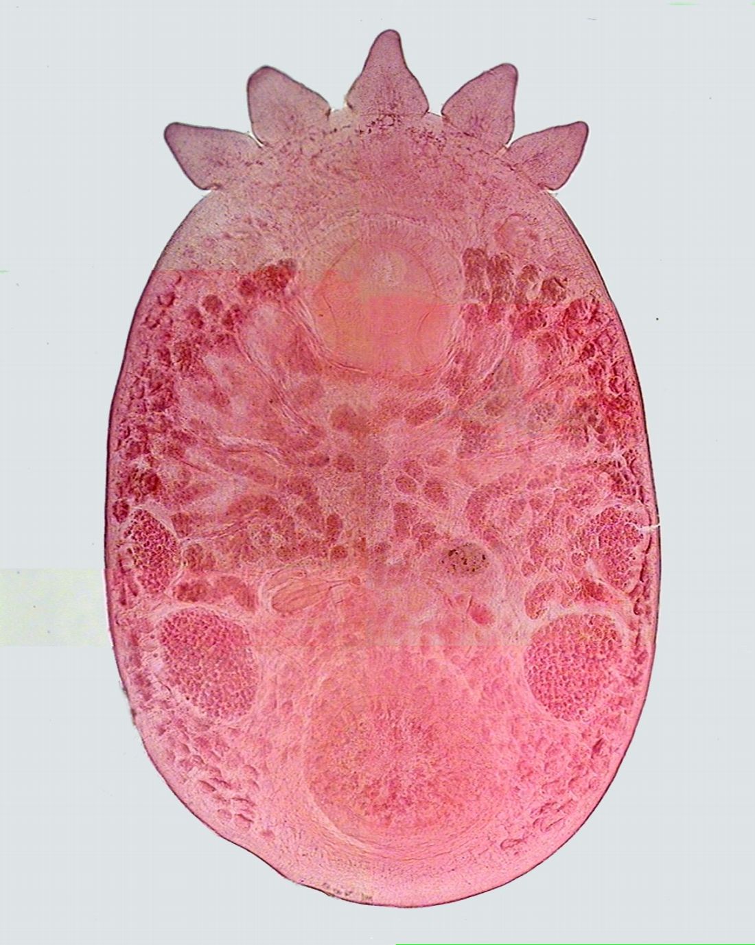 par&aacute;sitos 1 -013