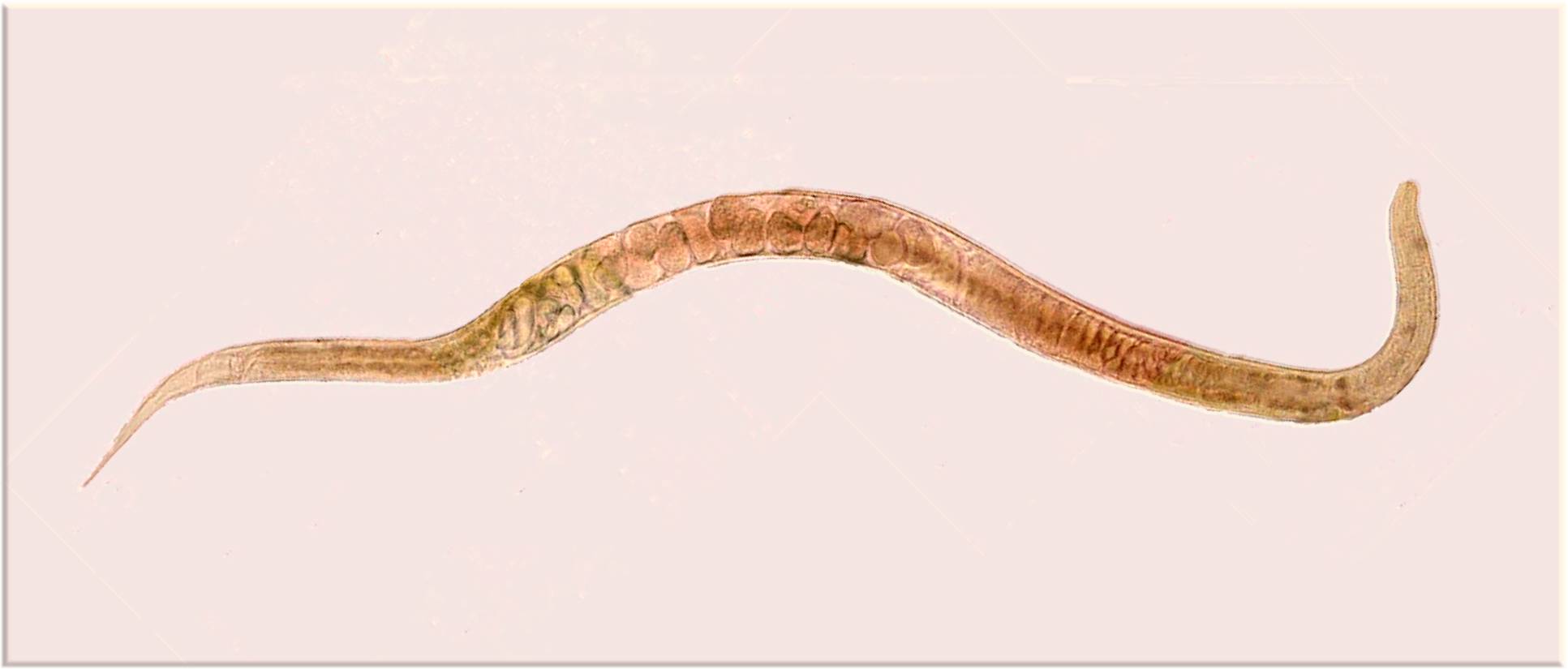 par&aacute;sitos 1 -fig 003