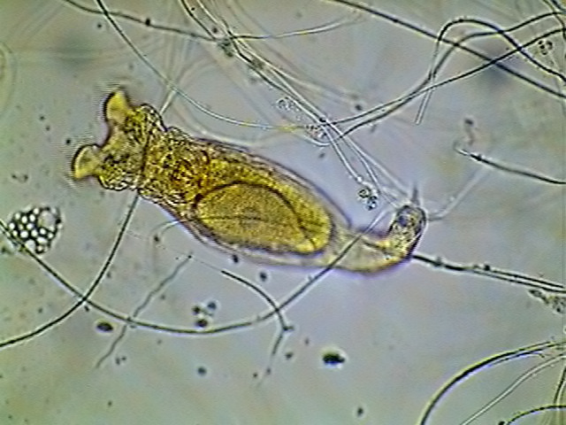 par&aacute;sitos 1 -fig 007