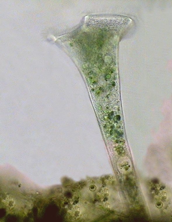 par&aacute;sitos 1 - 010