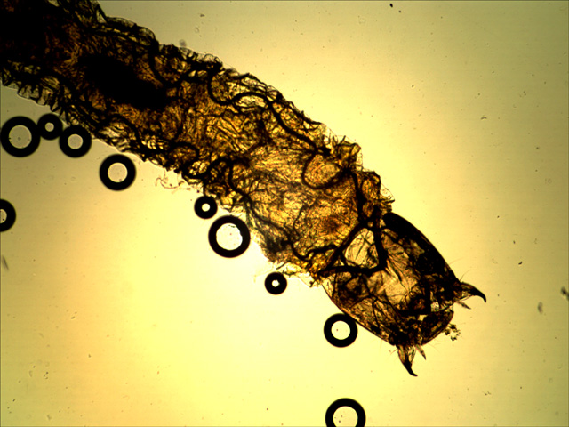 Larva 40x default settings