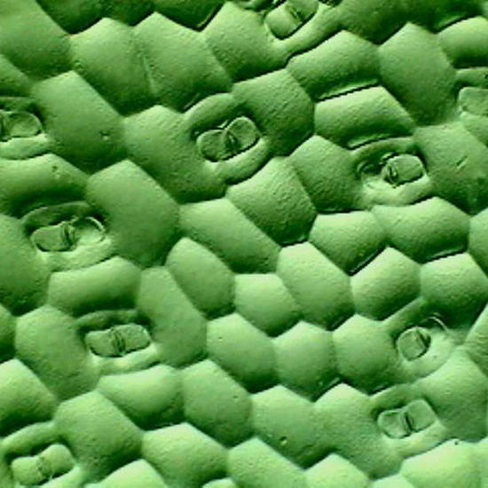 r�plica Tradescantia