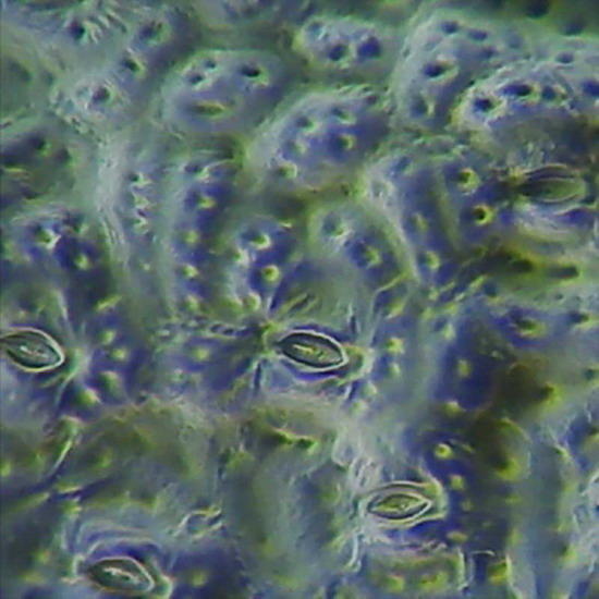 r�plica Tradescantia