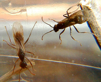 dy1.jpg (24434 bytes)