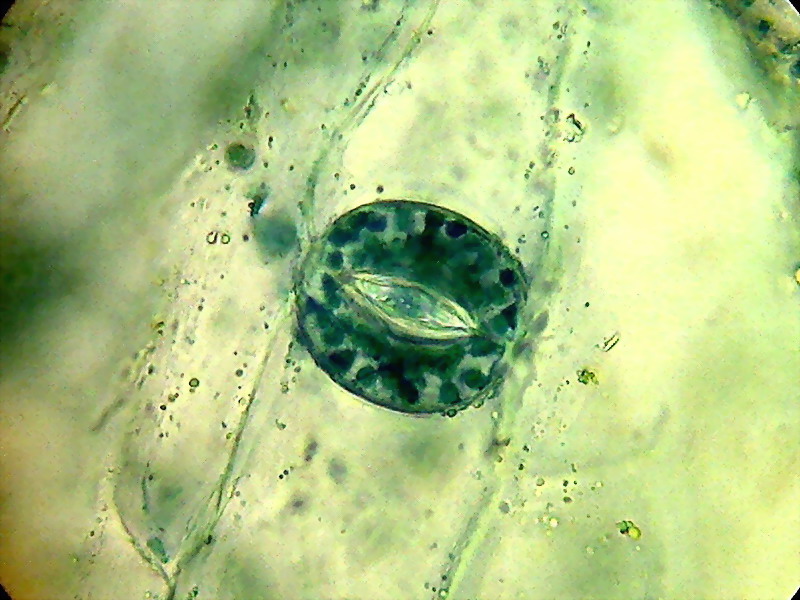 aptenia, stomata