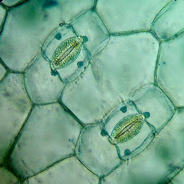 two stomata, tradescantia