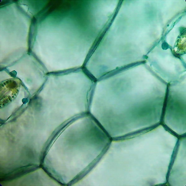 pavimentous epithelium
