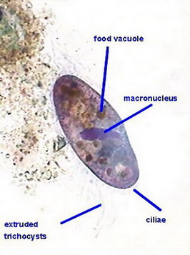 paramecia