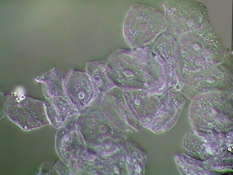 cheek cells oblique x 40