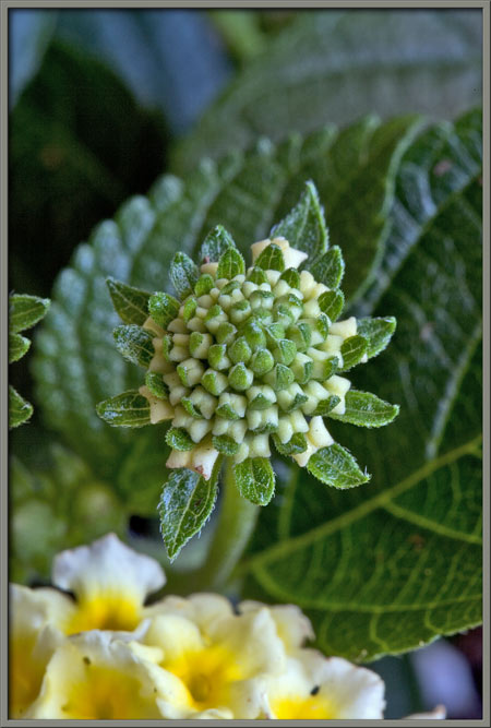 A close up view of a Lantana cultivar