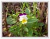 Pansy